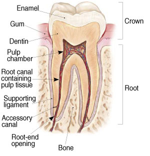 Endodontic_treatment